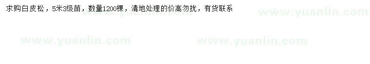 求購5米白皮松