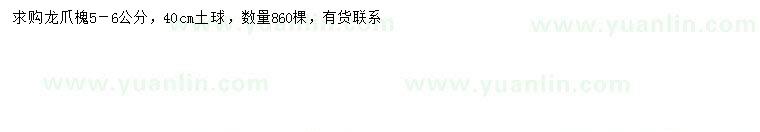 求購5-6公分龍爪槐