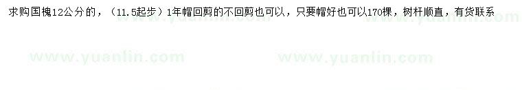 求購(gòu)11.5-12公分國(guó)槐