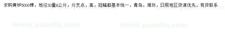 求購30量6公分黃櫨