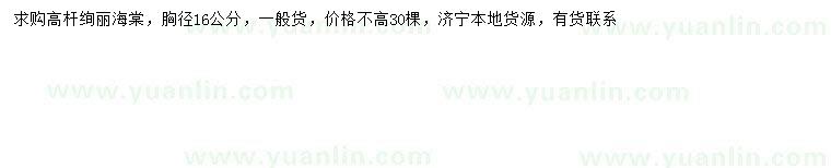 求購(gòu)胸徑16公分高桿絢麗海棠