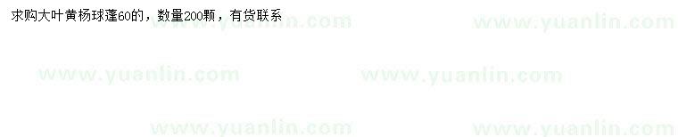 求購(gòu)冠幅60公分大葉黃楊球