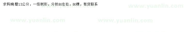 求購13公分晚櫻