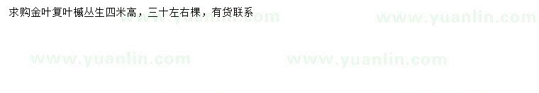 求購(gòu)高4米叢生金葉復(fù)葉槭