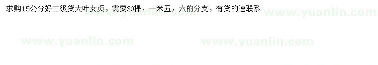 求購15公分大葉女貞
