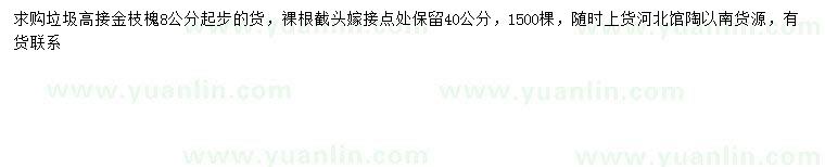 求購8公分以上高接金枝槐