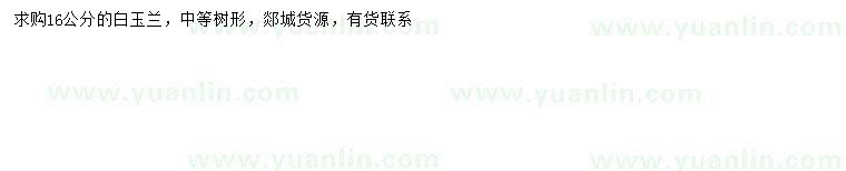 求購16公分白玉蘭