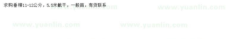 求購11-12公分垂柳