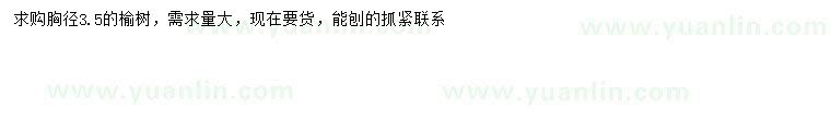 求購胸徑3.5公分榆樹