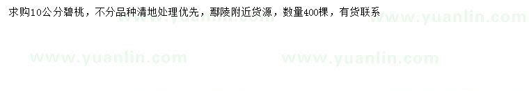 求購10公分碧桃