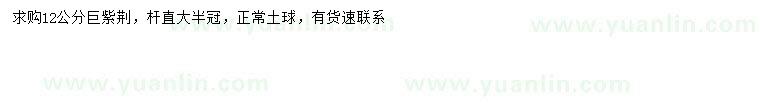 求購12公分巨紫荊