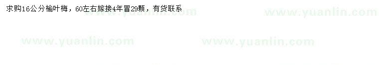 求購(gòu)16公分榆葉梅