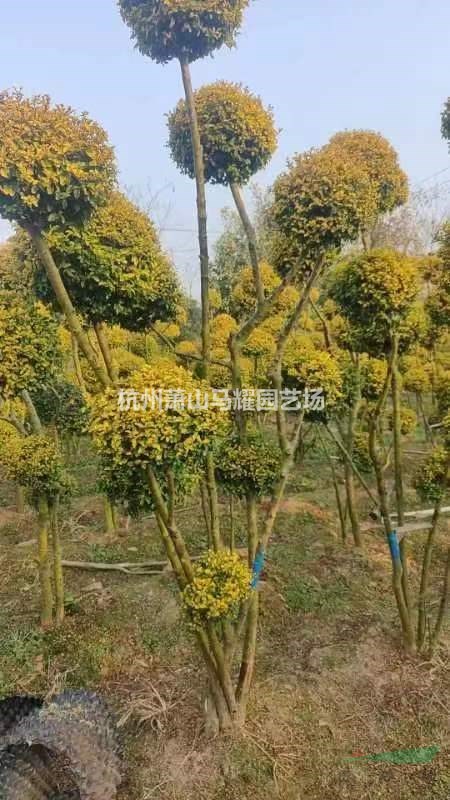 浙江供應浙江蕭山亮晶女貞多頭棒棒糖規格齊全