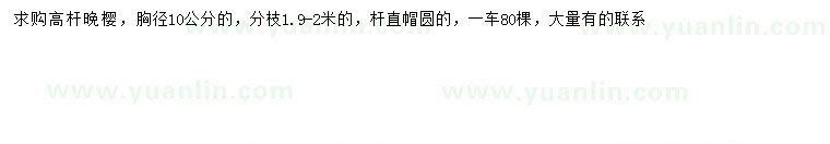 求購胸徑10公分高桿晚櫻
