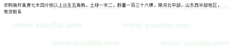 求購高7米以上叢生五角楓