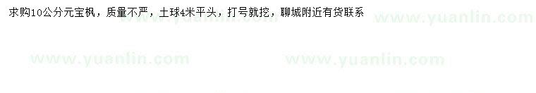 求購10公分元寶楓