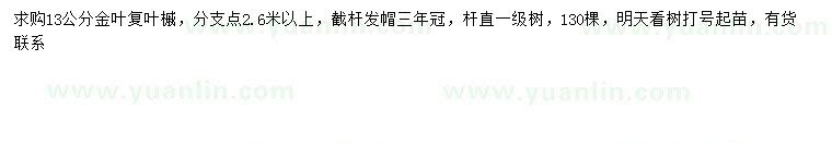 求購13公分金葉復(fù)葉槭