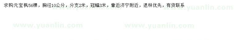 求購(gòu)胸徑10公分元寶楓