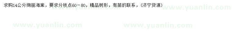 求購14公分絢麗海棠