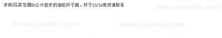 求購(gòu)50公分以上油松