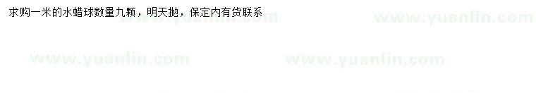 求購1米水蠟球