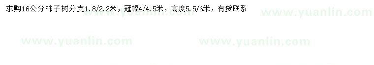 求購(gòu)16公分柿子樹