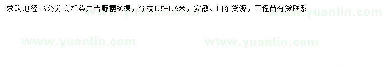 求購(gòu)地徑16公分高桿染井吉野櫻