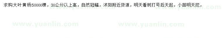 求購高30公分以上大葉黃楊