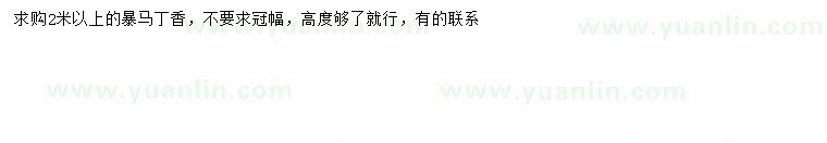 求購(gòu)2米以上暴馬丁香