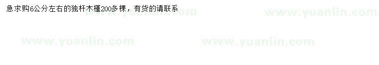 求購(gòu)6公分左右木槿