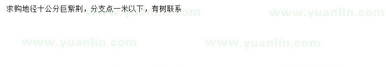 求購地徑10公分巨紫荊