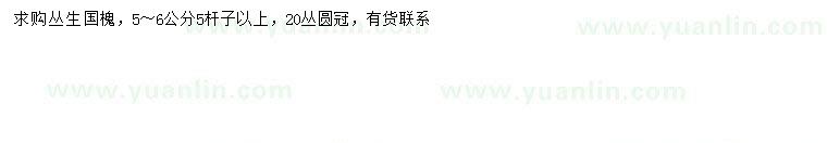 求購5-6公分叢生國槐