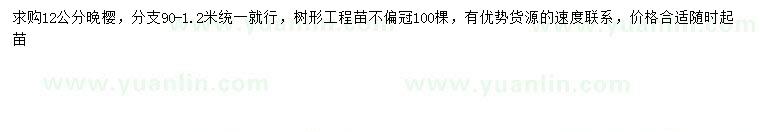 求購12公分晚櫻