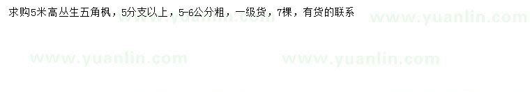 求購(gòu)高5米叢生五角楓