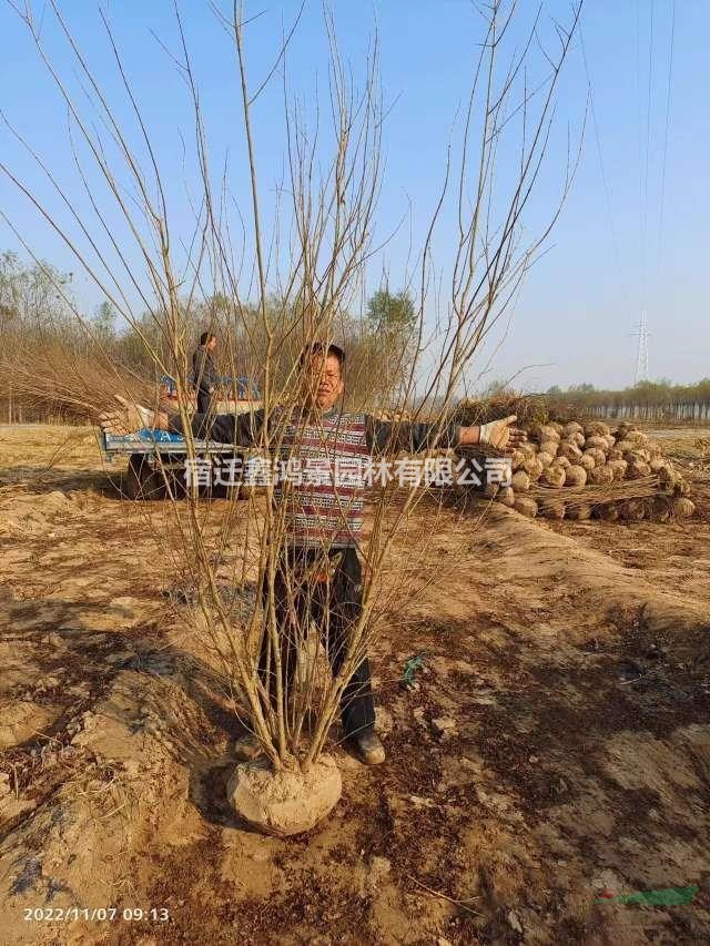 江蘇苗木低價直售巨紫荊價格，叢生巨紫荊基地，巨紫荊圖片3－1..