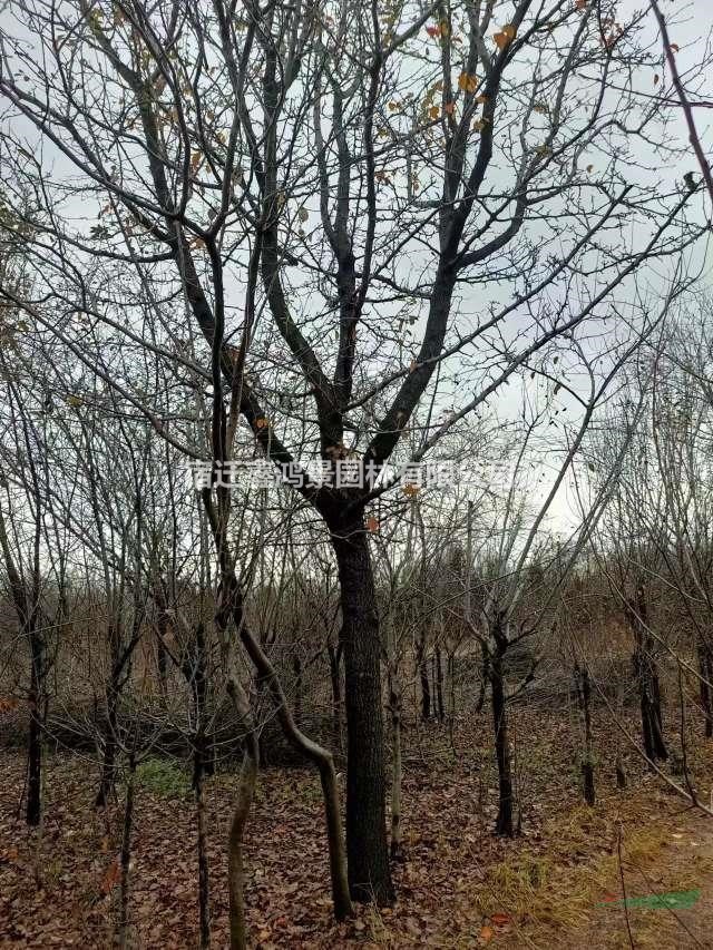 苗圃低價直銷杜梨價格，5一30公分杜梨基地，杜梨圖片