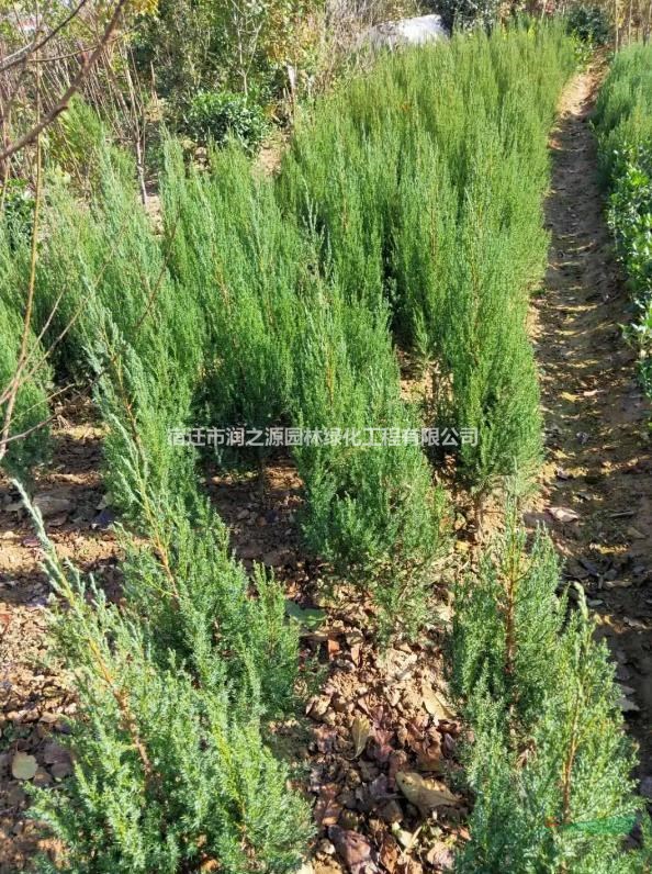 刺柏 30-50公分刺柏  現(xiàn)挖現(xiàn)發(fā) 包活