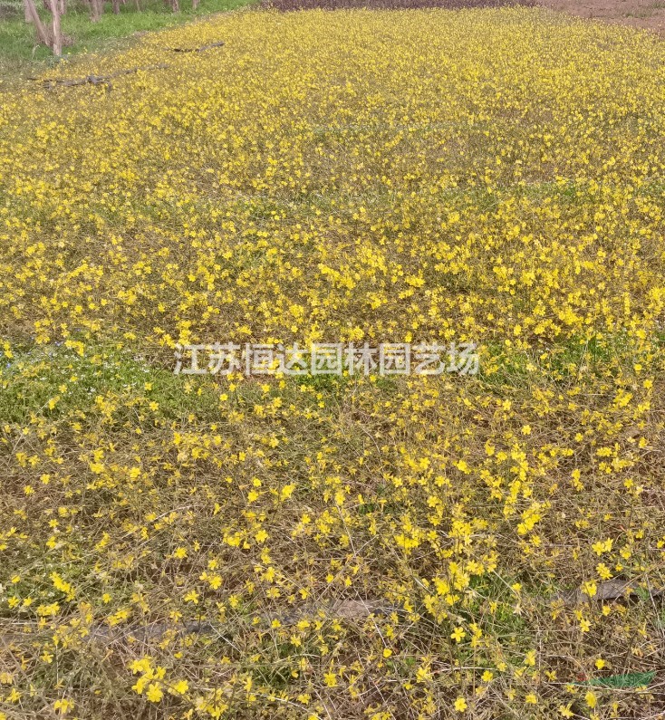 供應苗圃迎春花 4分枝