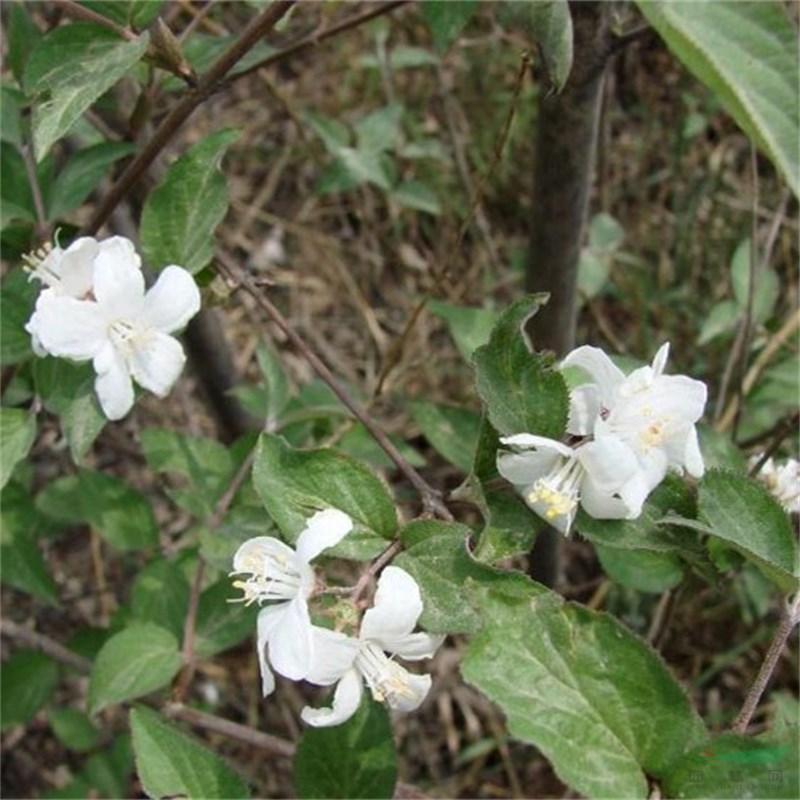 大花溲疏小區(qū)庭院公園造景綠化種植景區(qū)園林量大價(jià)優(yōu)