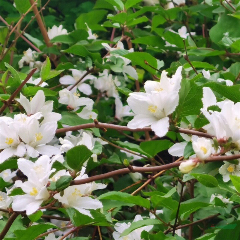 大花溲疏小區(qū)庭院公園造景綠化種植景區(qū)園林量大價(jià)優(yōu)