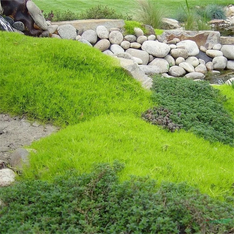 愛爾蘭珍珠草景區(qū)園林造景綠化 地被護(hù)坡種植固土護(hù)坡