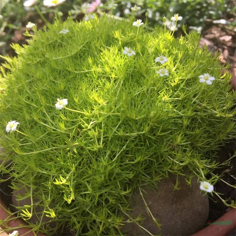 愛爾蘭珍珠草景區(qū)園林造景綠化 地被護(hù)坡種植固土護(hù)坡