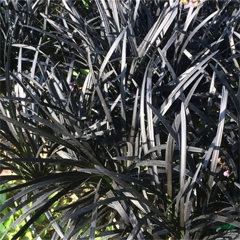 苗圃出售黑麥冬小區(qū)庭院公園造景綠化 花壇花鏡租擺 量大價優(yōu)歡迎選購