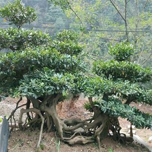 中華蚊母園林景區(qū)觀賞綠化種植花壇花鏡造景租擺市政路邊工程苗