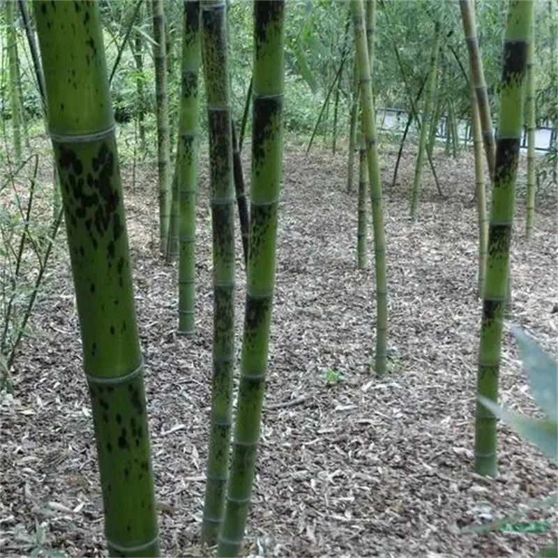 斑竹景區(qū)園林造景綠化小區(qū)庭院公園觀賞配植地被護(hù)坡固土工程