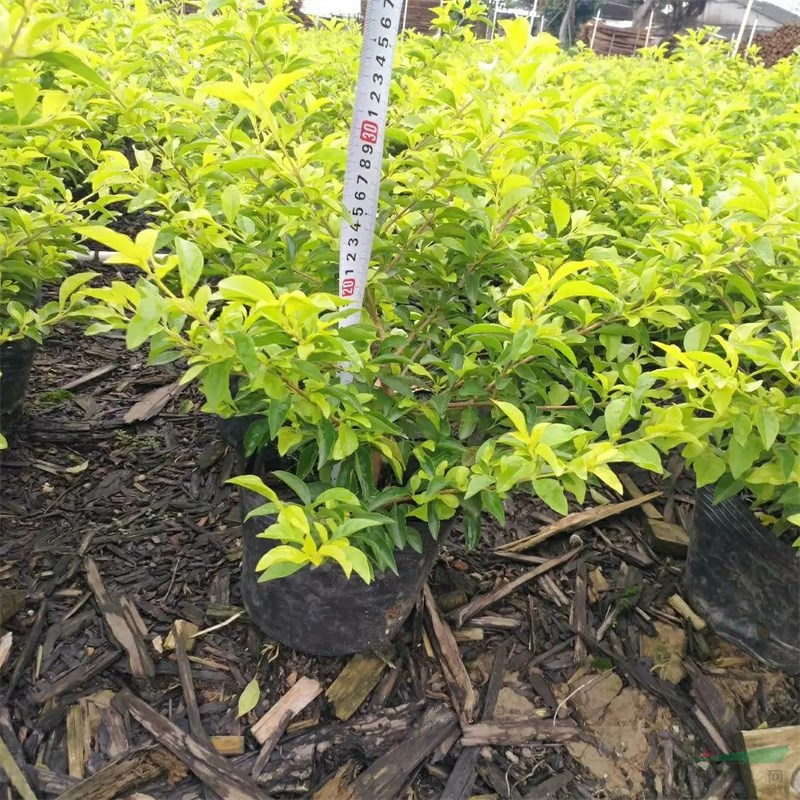 黃金葉 小區(qū)庭院公園造景綠化種植景區(qū)園林造景工程價格優(yōu)品種全