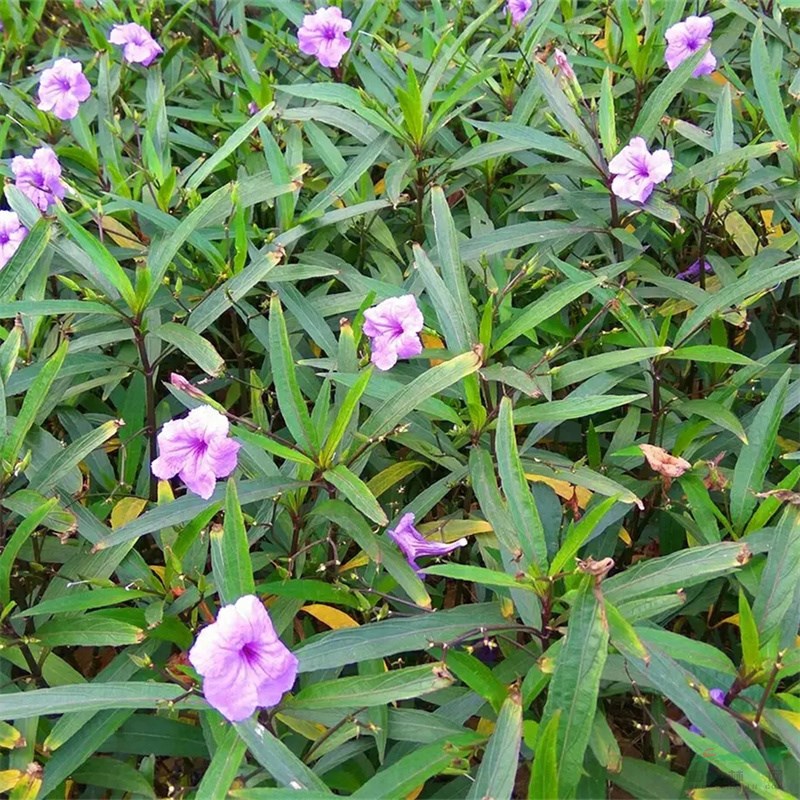 蘭花莉小區(qū)庭院公園造景綠化苗木花壇花鏡租擺 量大價優(yōu)