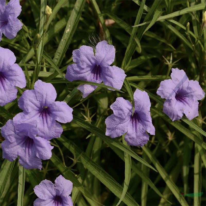 蘭花莉小區(qū)庭院公園造景綠化苗木花壇花鏡租擺 量大價優(yōu)