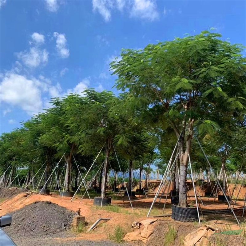 富春園林出售批發(fā)鳳凰木 小區(qū)庭院公園造景綠化行道樹