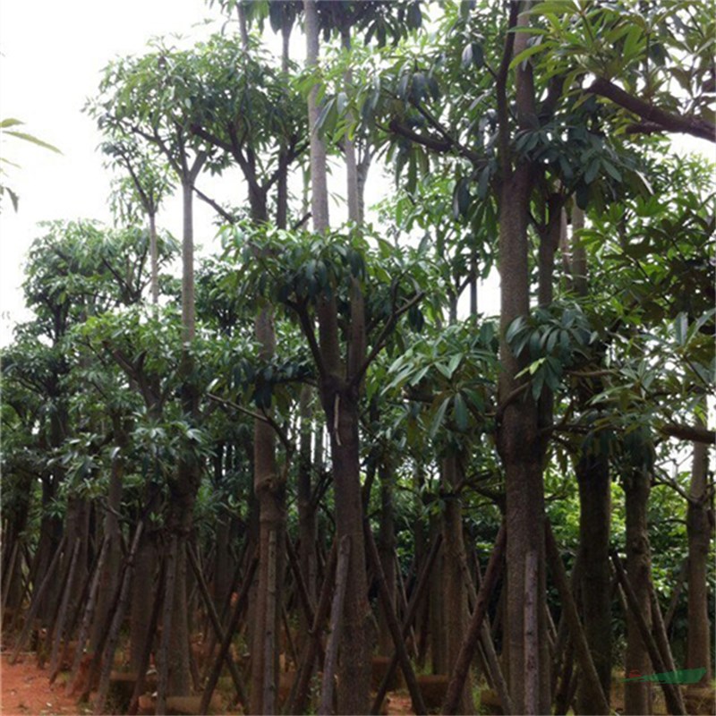 苗圃常年出售盆架子小區(qū)庭院公園造景綠化種植景區(qū)園林行道護(hù)坡樹